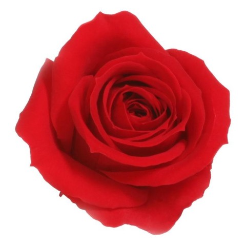 SCATOLA 12 ROSE MINI CAPULLO R